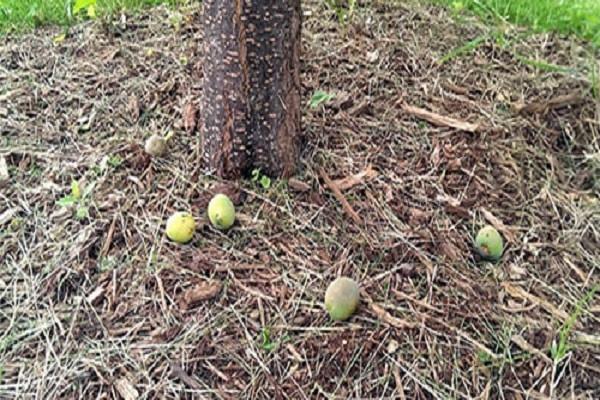 fruits tombés