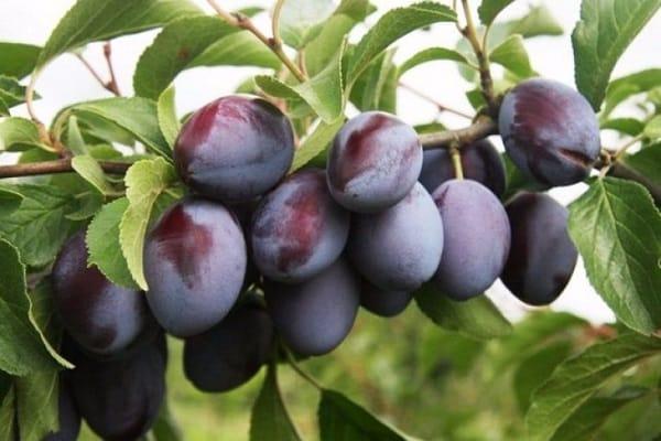 ripe berries