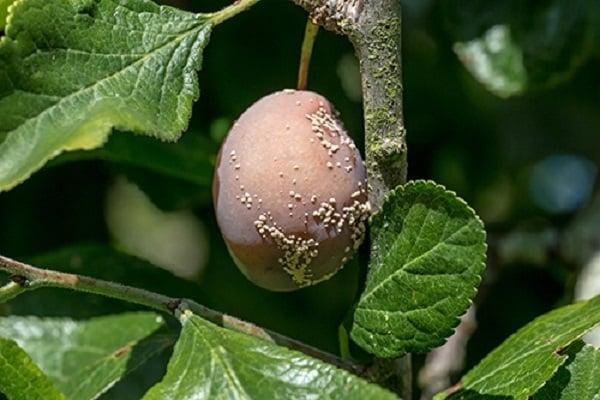 enfermedades de la fruta