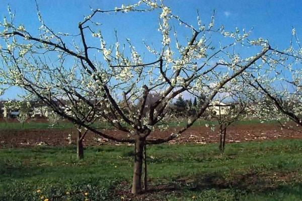 Arbre en fleurs