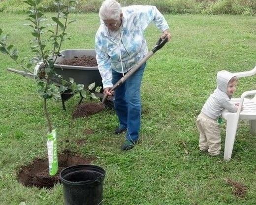 planting an apple tree