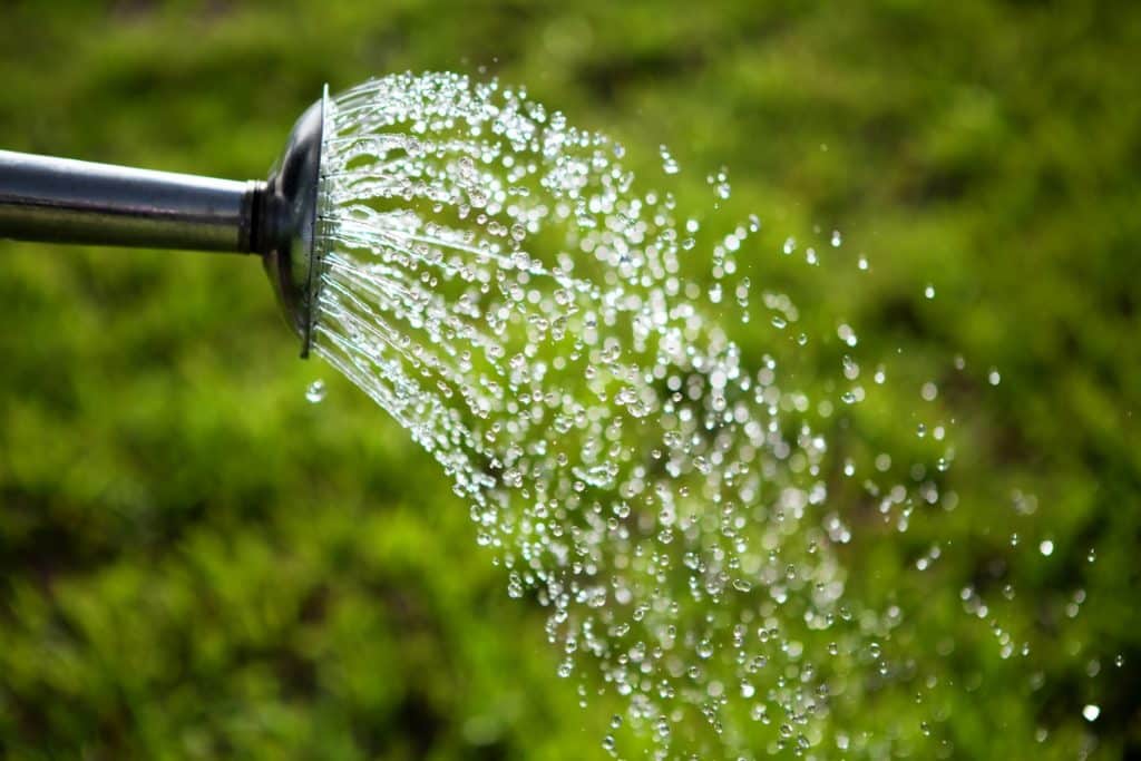 watering tangerine