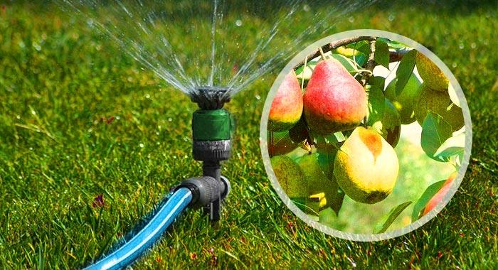 watering the apple tree