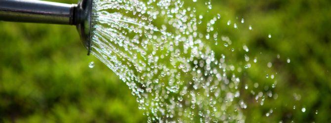 watering the bush