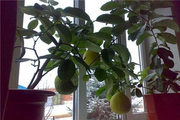 fruit on the windowsill