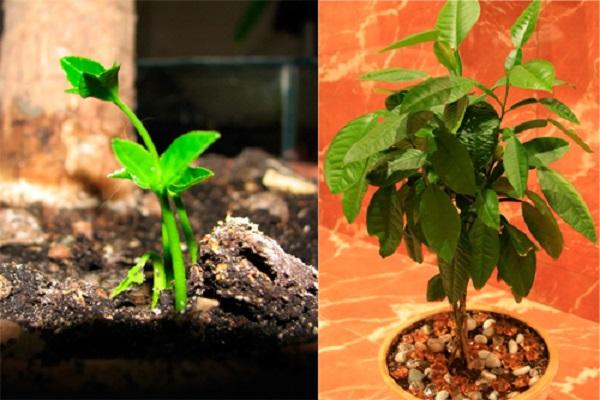 tree seedlings