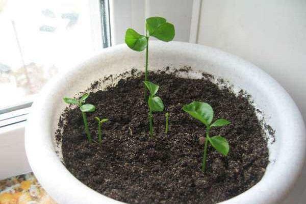 germination de fruits