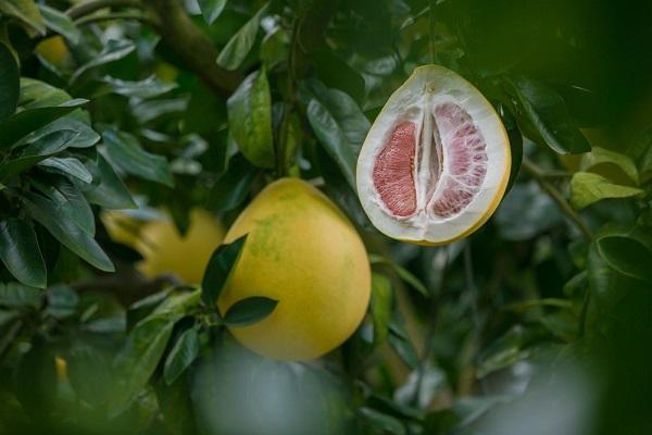 fruit jaune