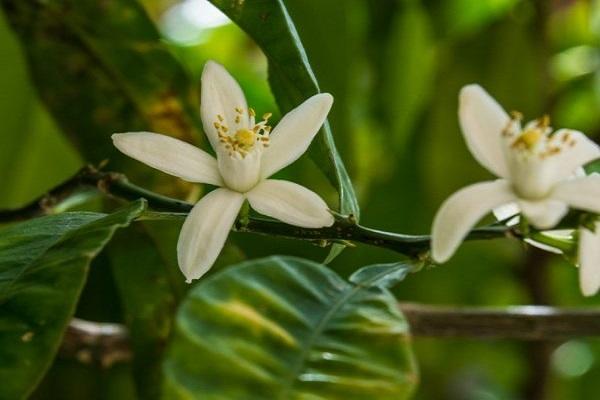 flowering tree