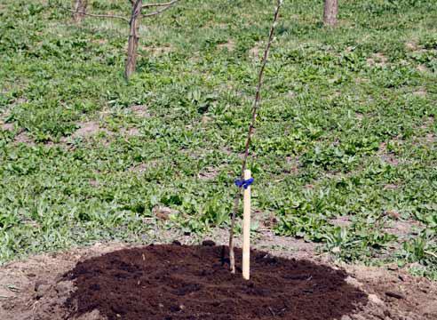 planting pear