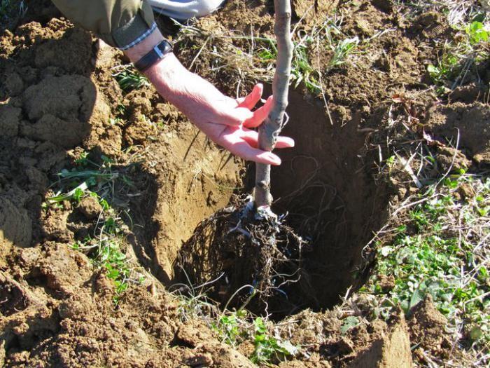 planting pear