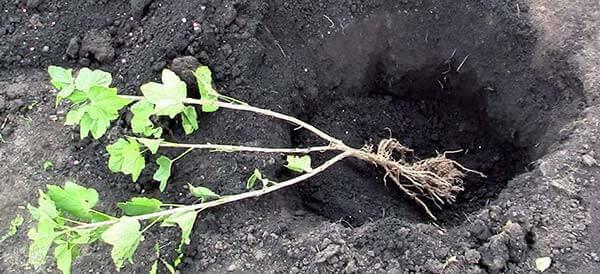 planting currants