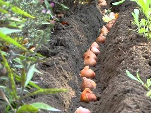 transplanting tulips