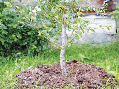 apple tree venyaminovskoe