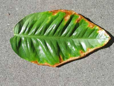 tangerine leaves turn yellow