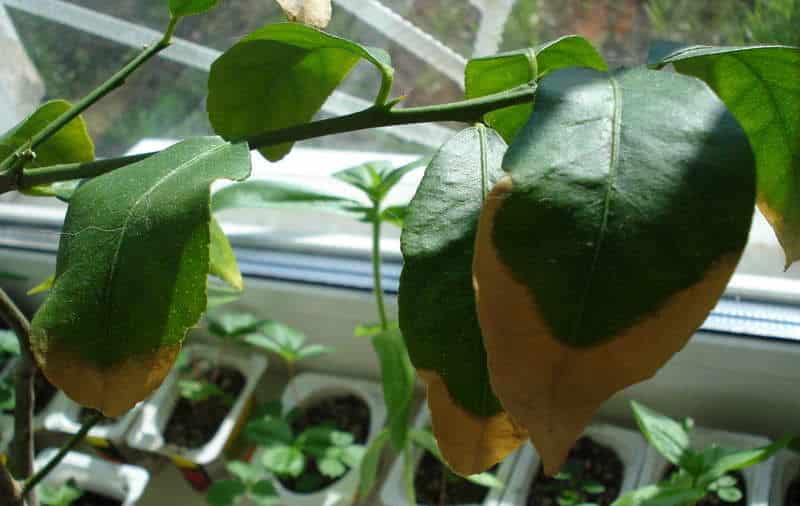 tangerine leaves turn yellow