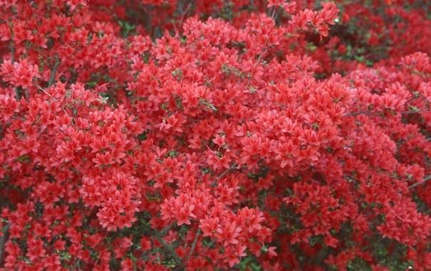 shrub barberry