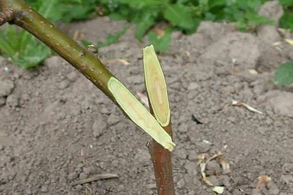 potongan lurus