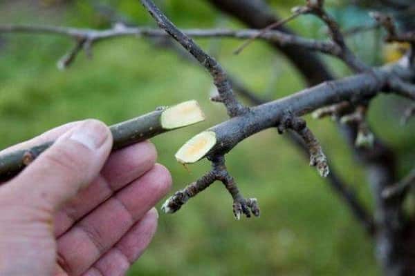 broken branch