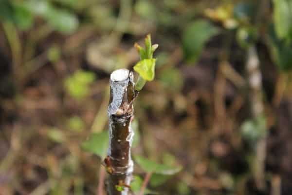 ensimmäiset lehdet