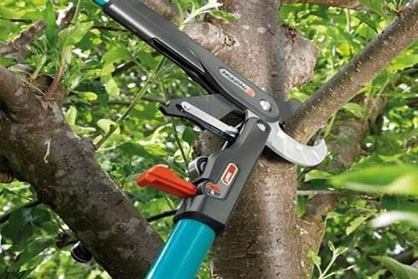 pruner large