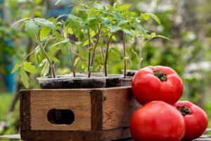 Cuándo plantar tomates para plántulas en 2020