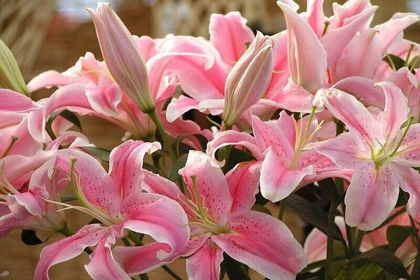 lily flowers