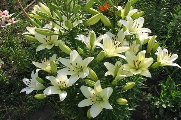 snow-white flowers