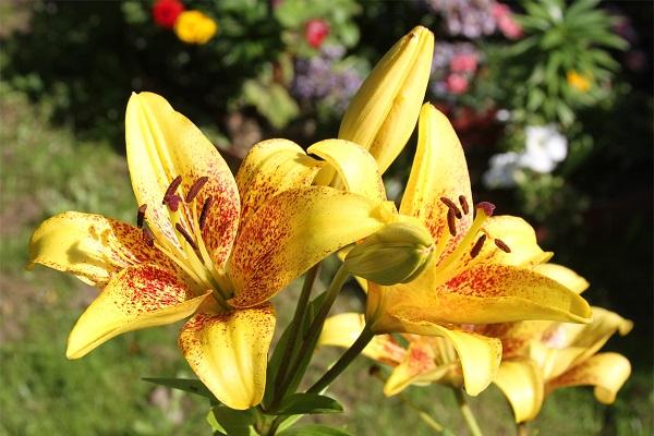 garden plants