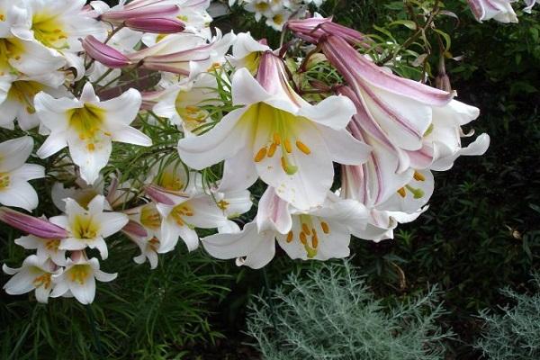 floraison sur boutures