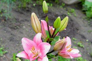 How to propagate a lily with scales, babies, cuttings after flowering and seeds