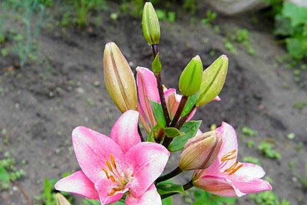 long-flowered varieties