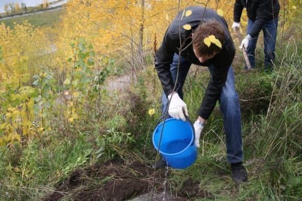 watering a tree