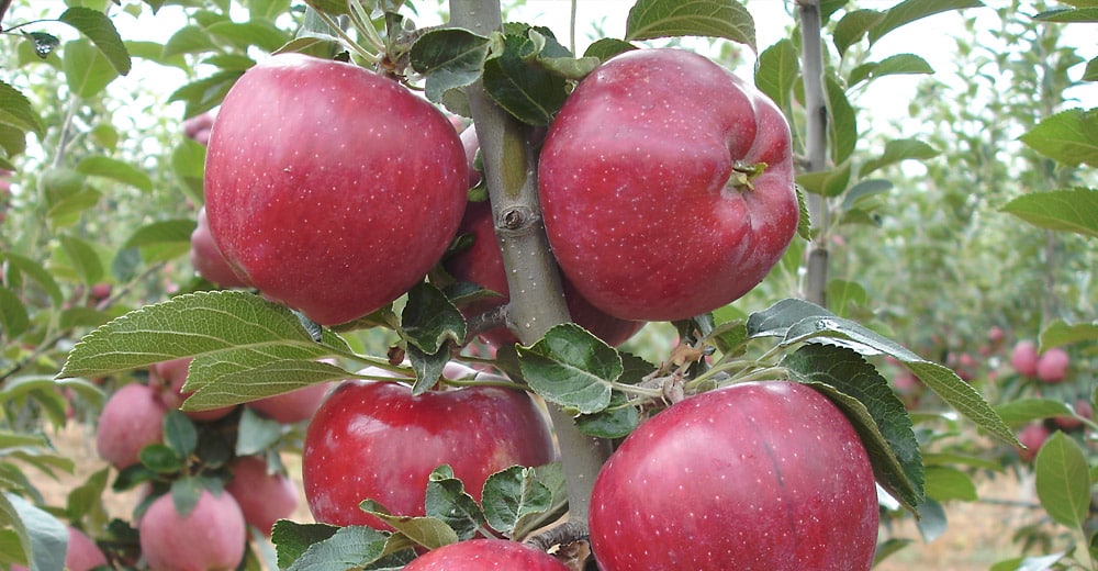 apples red chief