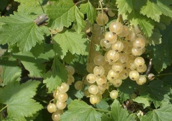 white currant