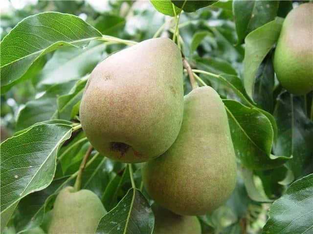 pear Russian beauty