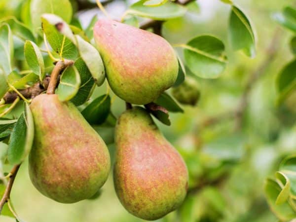 poire beauté russe