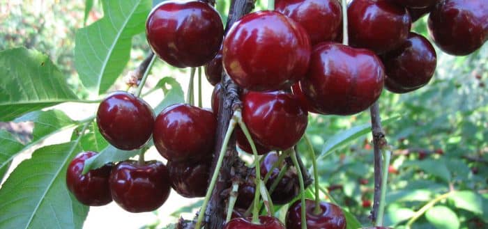 Zagorievskaya cherry