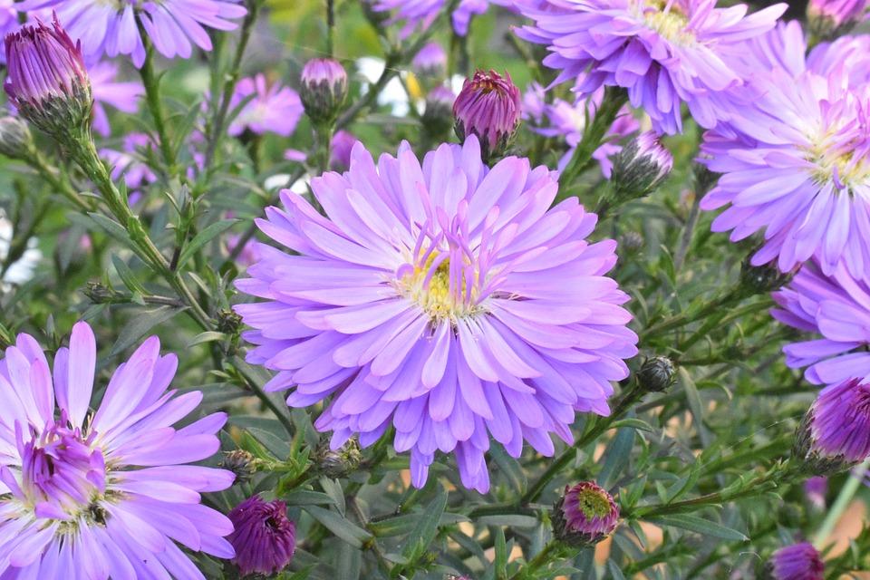 aster nuevo belga