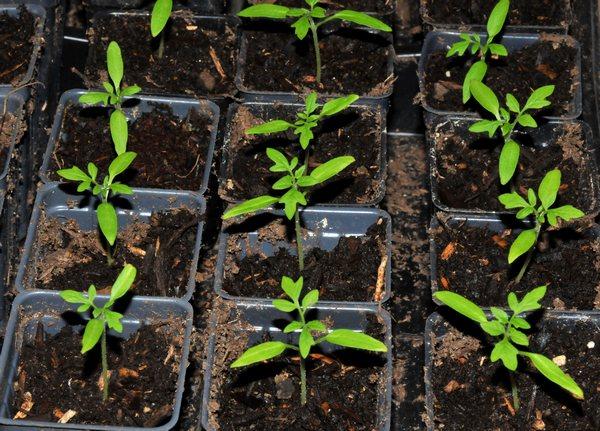 tomato seedlings