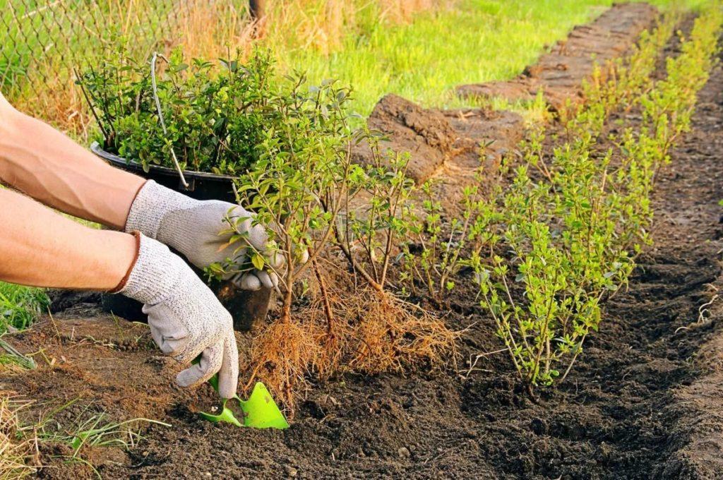 planting barberry