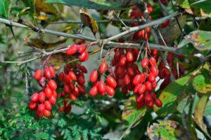 Cuándo recoger agracejo y cómo secar las bayas, tecnología de almacenamiento de frutas