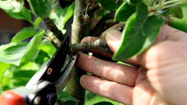 poda de manzana