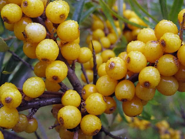 buckthorn laut yang matang