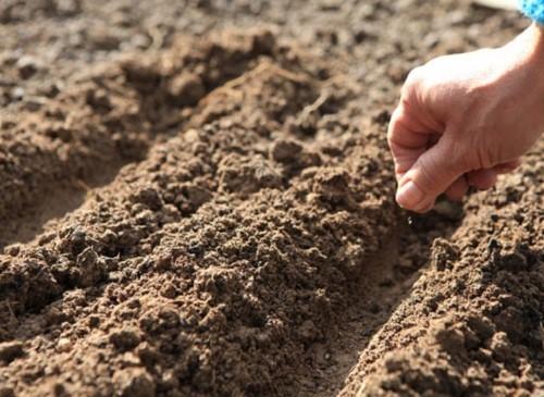 plantación y cuidado de ásteres