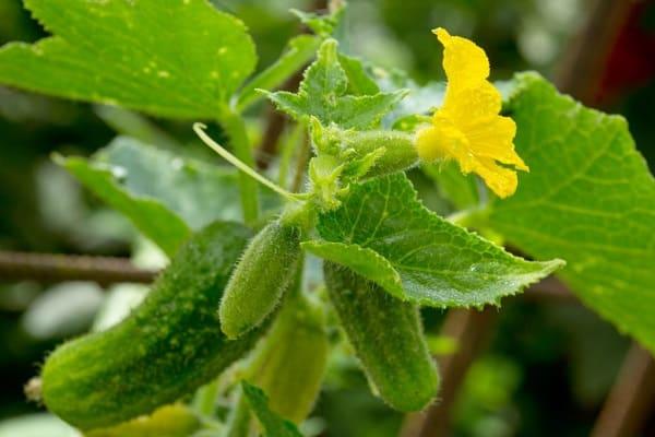 yellow flower