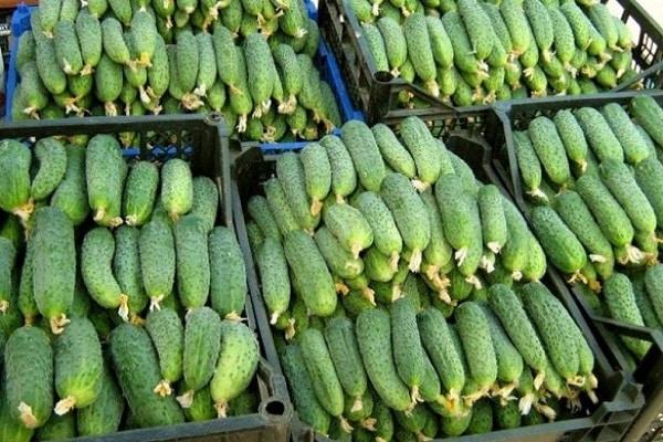 vegetable counter