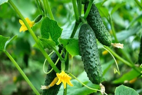 cucumber bunch