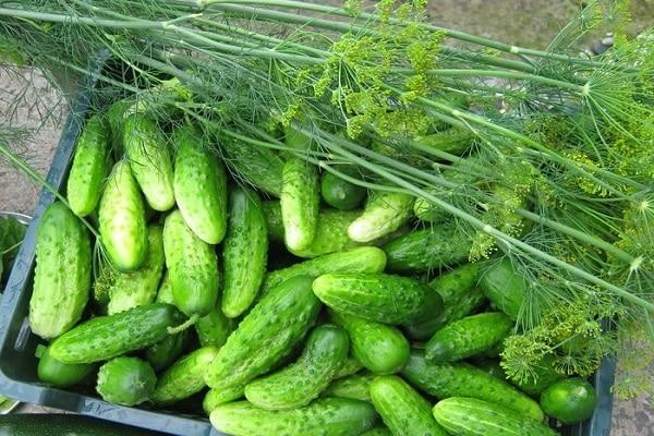 caja de verduras