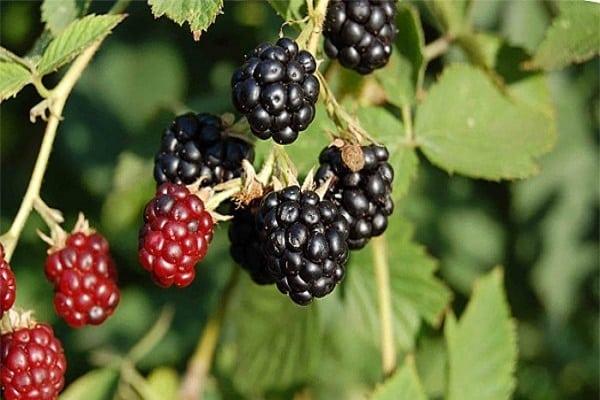 ripe berries